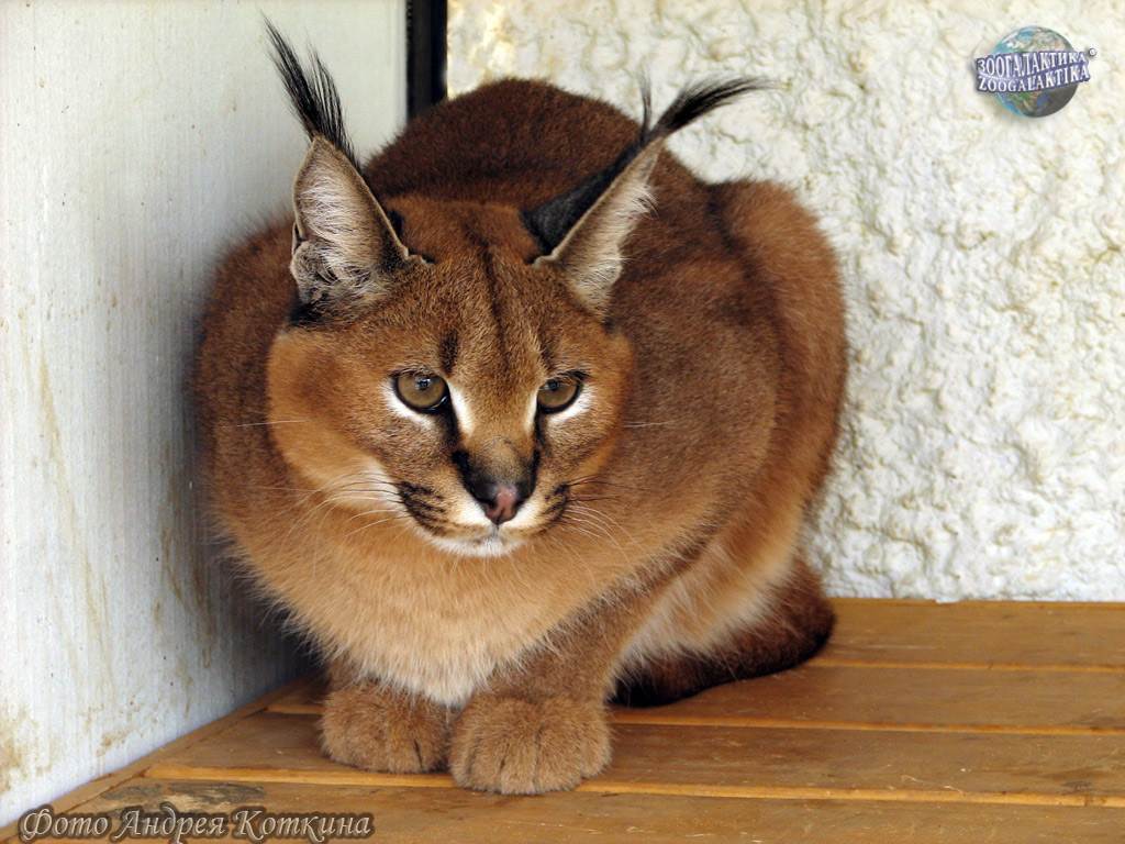 Кошка с обликом рыси