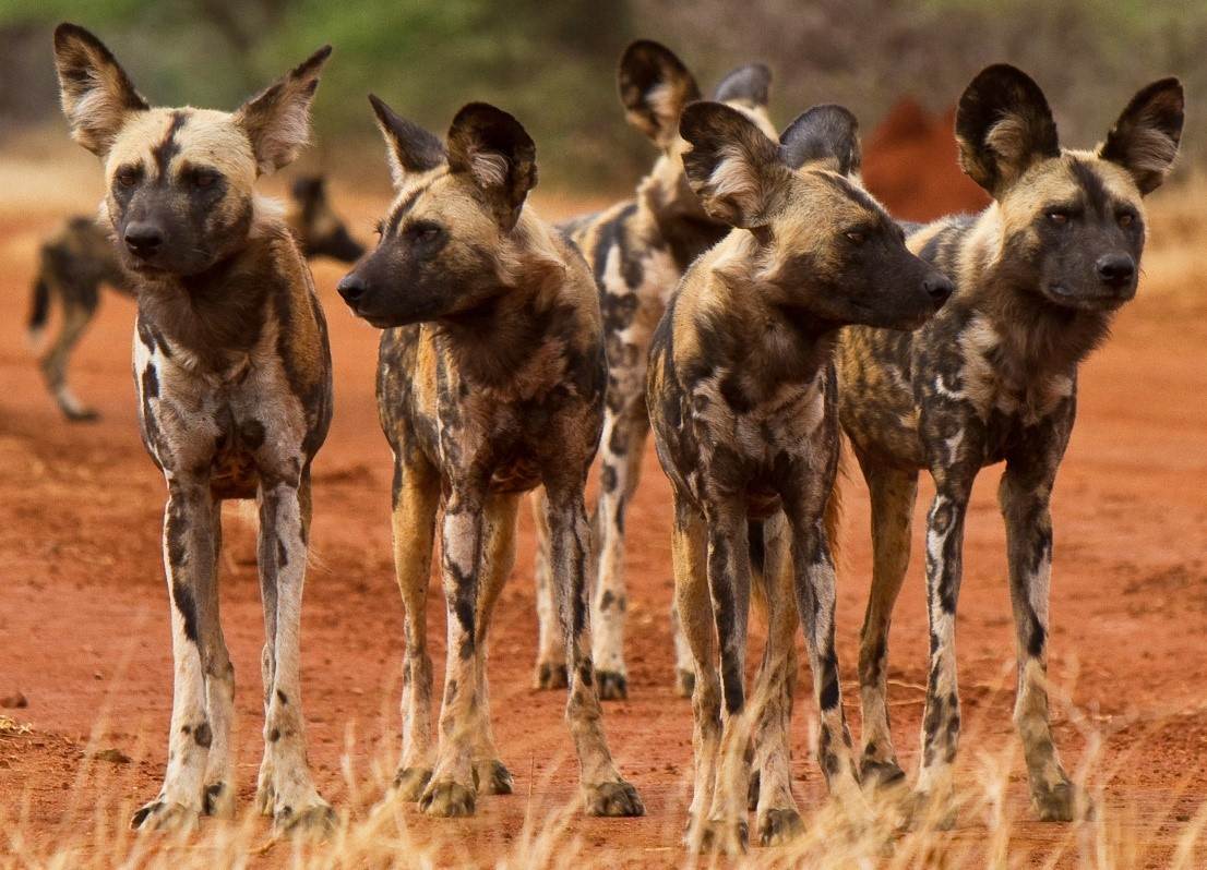 Африканские породы собак