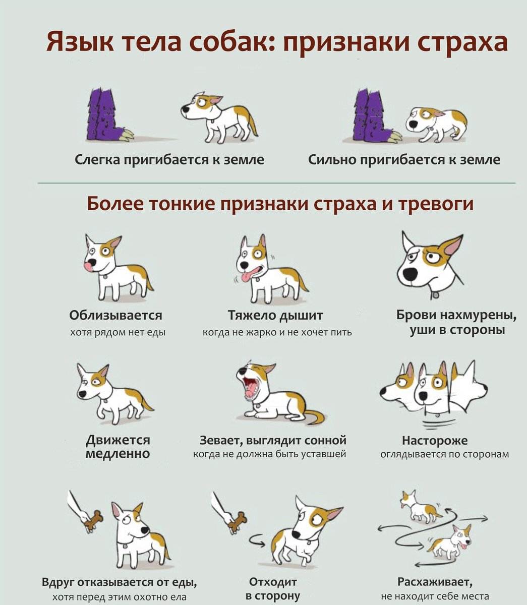 Язык собак как понять