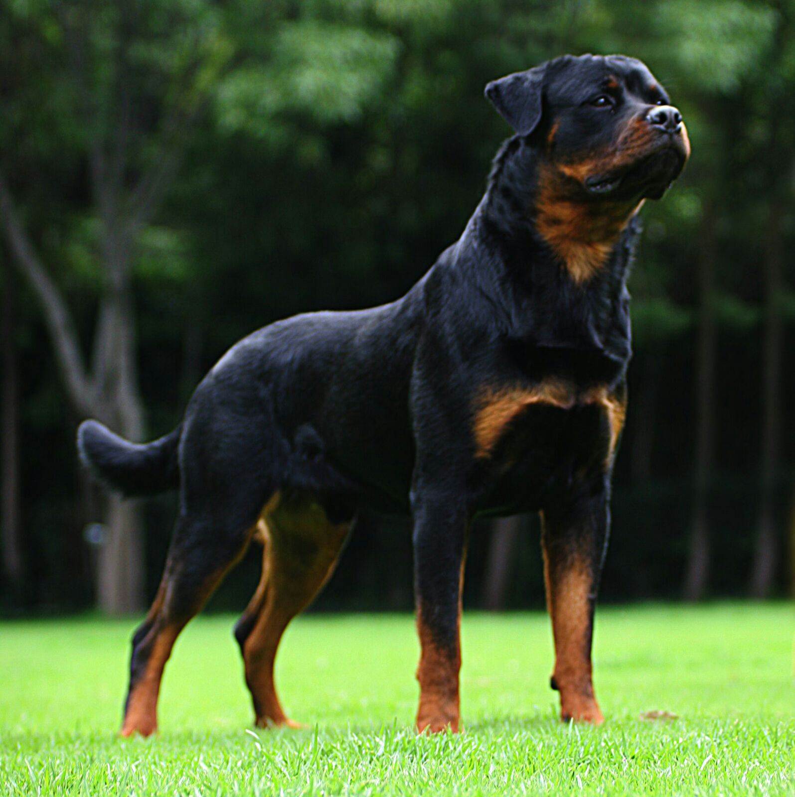 Умная и выносливая служебная порода собаки — ротвейлер: характеристика, стандарт, окрас