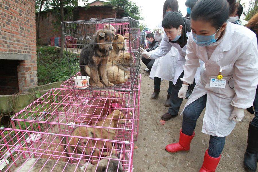 В корее ели собак. Собаки которых едят в Японии. Китайская съедобная собака. Собаки которых едят в Корее.