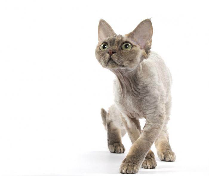 Топ 8 самых гипоаллергенных пород кошек - названия, описание и фото
