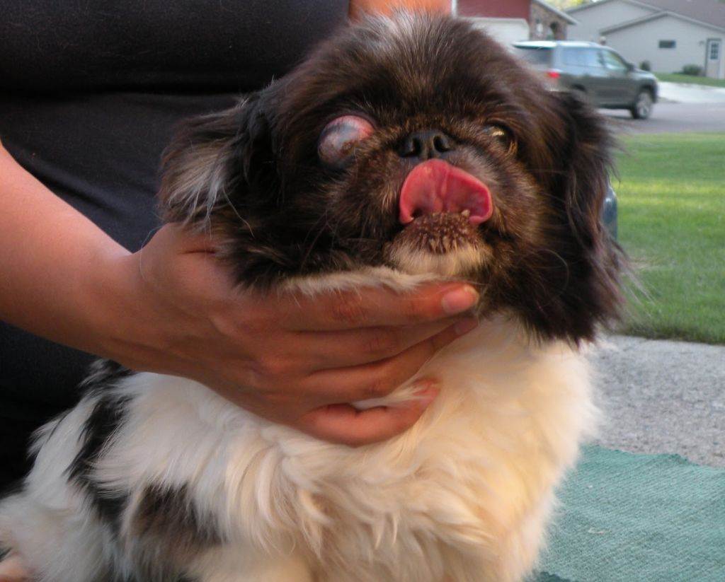 ???? собака у которой выпадают глаза породы собак, причины, лечение, профилактика, уход