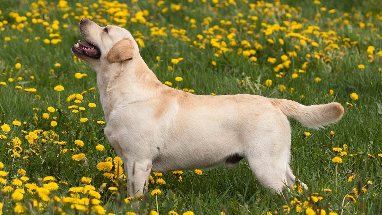 Лабрадор: описание породы, характеристика и особенности собак, как выглядят на фото, а также условия содержания питомцев