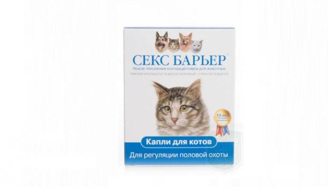 Течка у кошек: признаки, сколько длится, лекарства для коррекции поведения