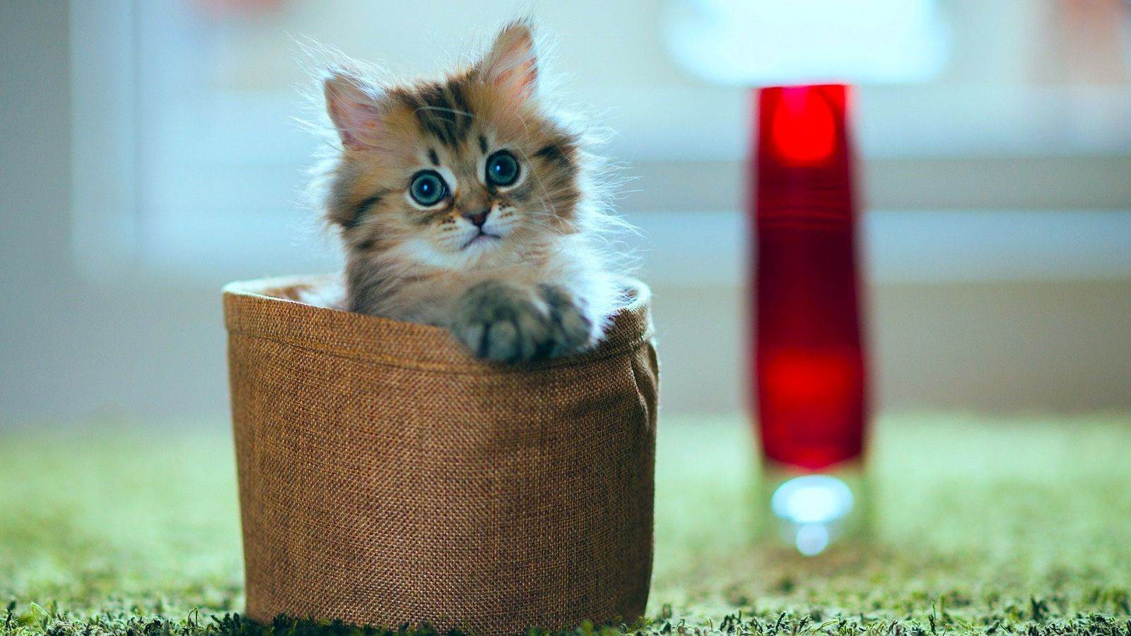 Карликовые кошки: названия, описание с фото кошечек самых маленьких пород