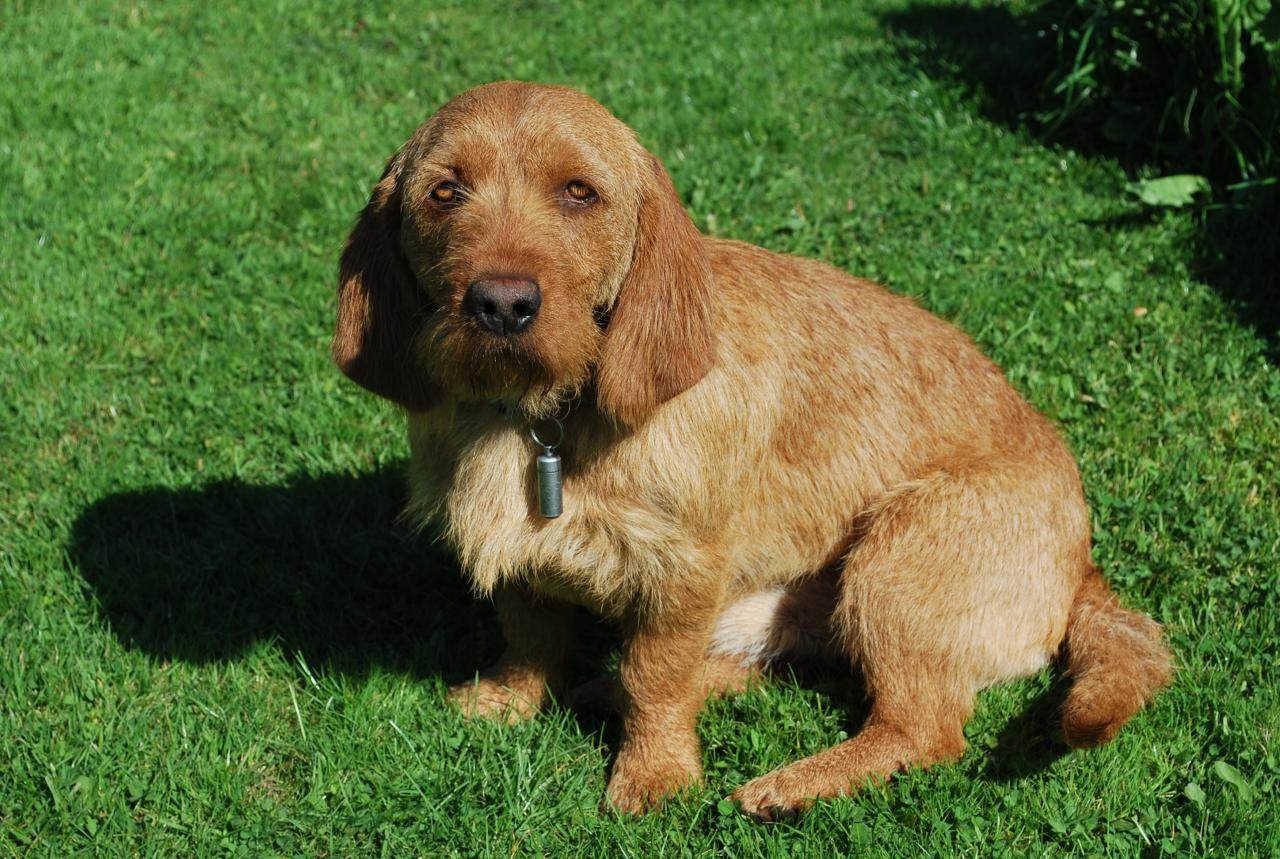 Бретонский палевый бассет: характеристики породы собаки, фото, характер, правила ухода и содержания