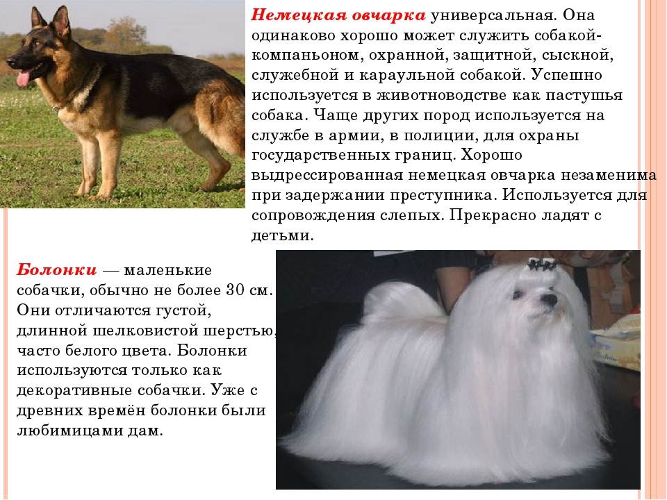 Пастушьи собаки: описание, история, популярные породы