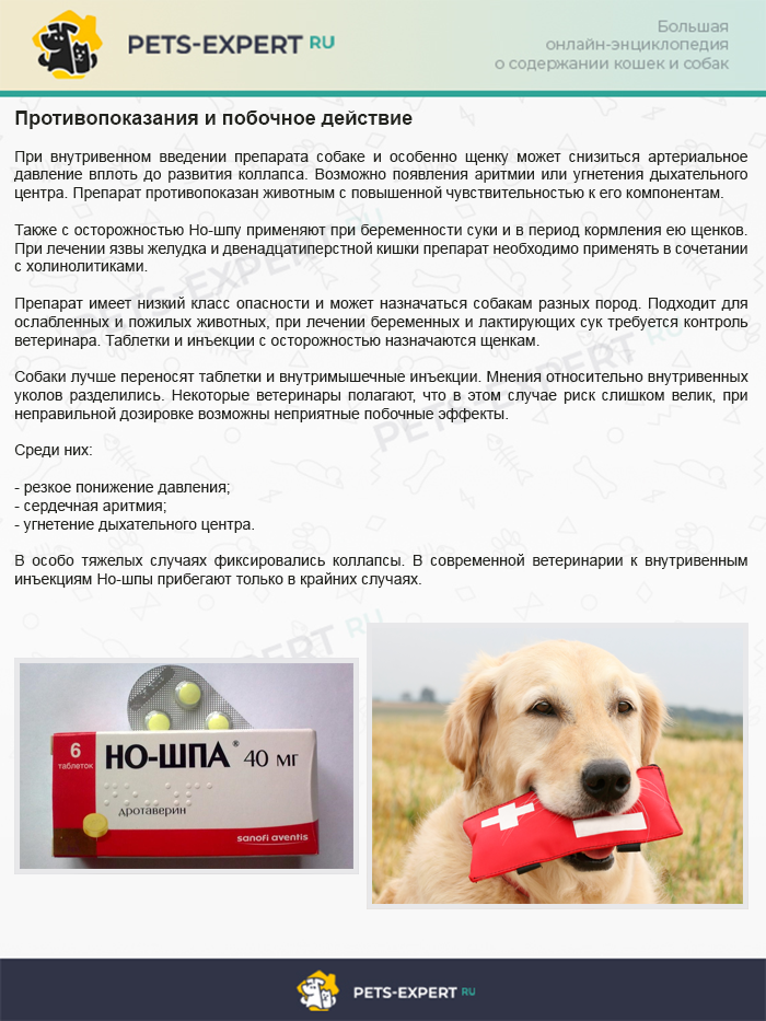 Аптечка для собак: лекарства, антибиотики, ветеринарные, противорвотные препараты и антисептики для лечения собак