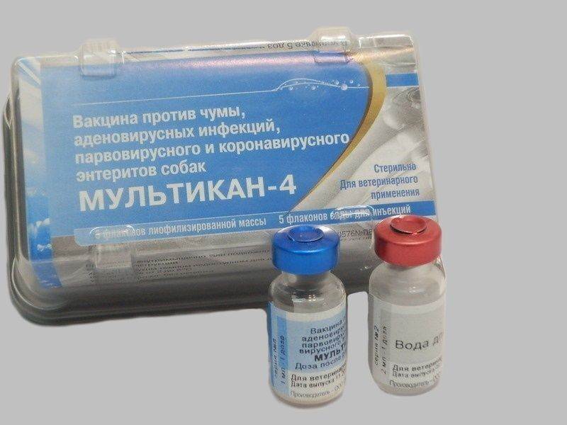 Вакцина мультикан (4, 6, 8) для собак: инструкция по применению, схема вакцинации, когда делают прививку
