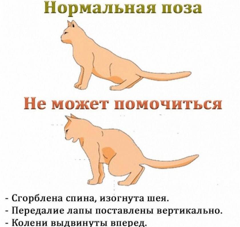 Рождают сильных котят. Симптомы мочекаменной болезни у котов и кошек. Мочекаменная у котов симптомы. Позы мочеиспускания у котов. Мочекаменная болезнь у кошек симптомы.