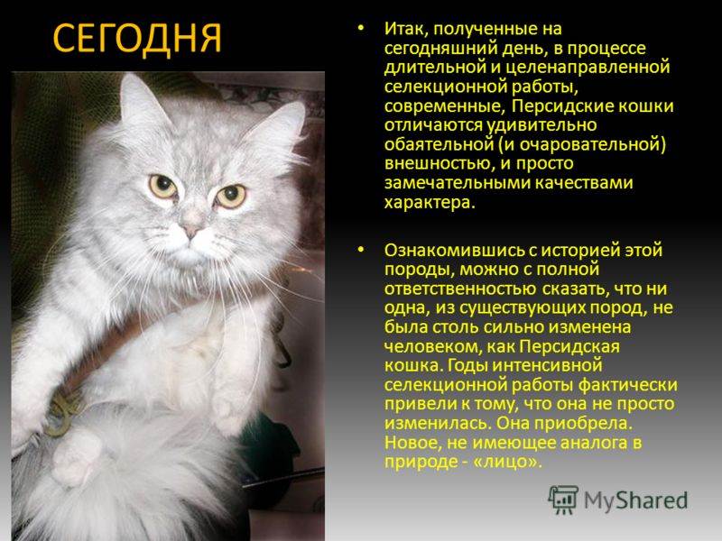 Нибелунги: порода кошек, характер, содержание и уход