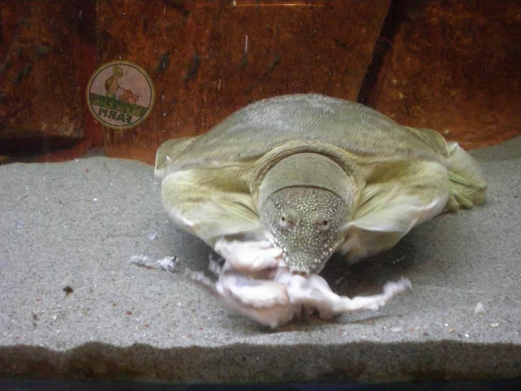 Человек белка черепаха чиж листья рыба