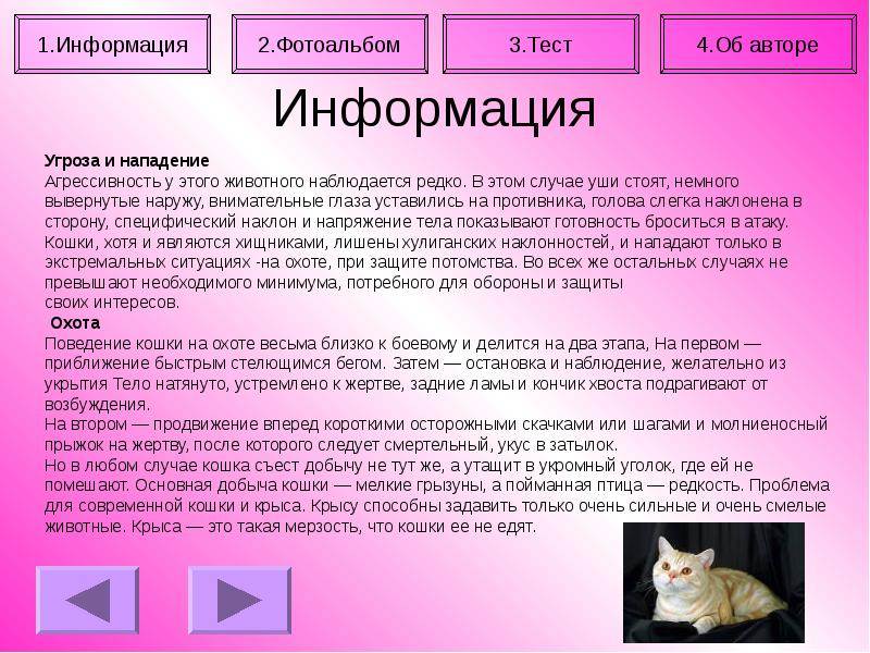 Поведение кошек