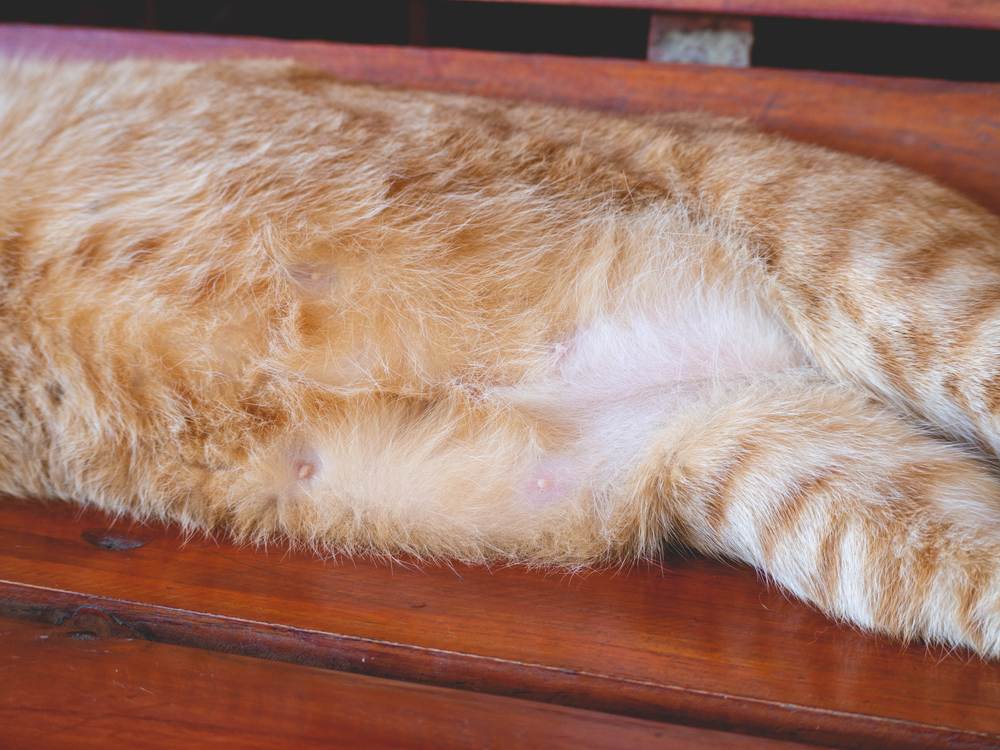 Вздутый, твердый живот у кота: что делать, возможные причины, сопутствующие симптомы, лечение и прогнозы