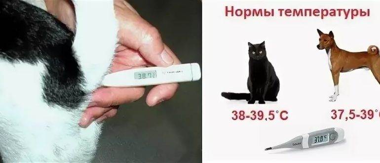 Температура у кошек: симптомы, причины, лечение