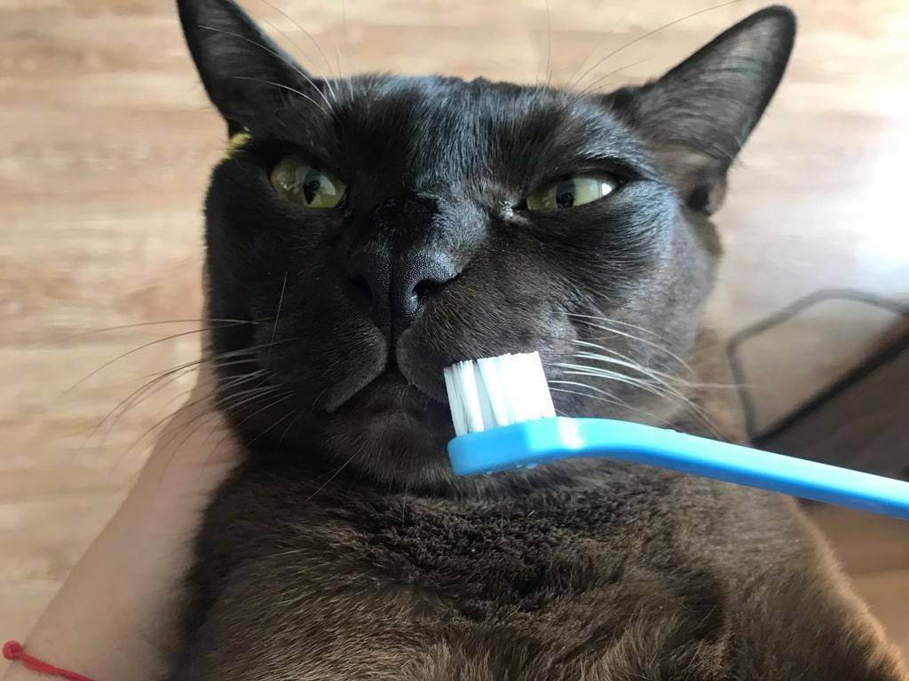 Как чистить зубы коту | муркоша