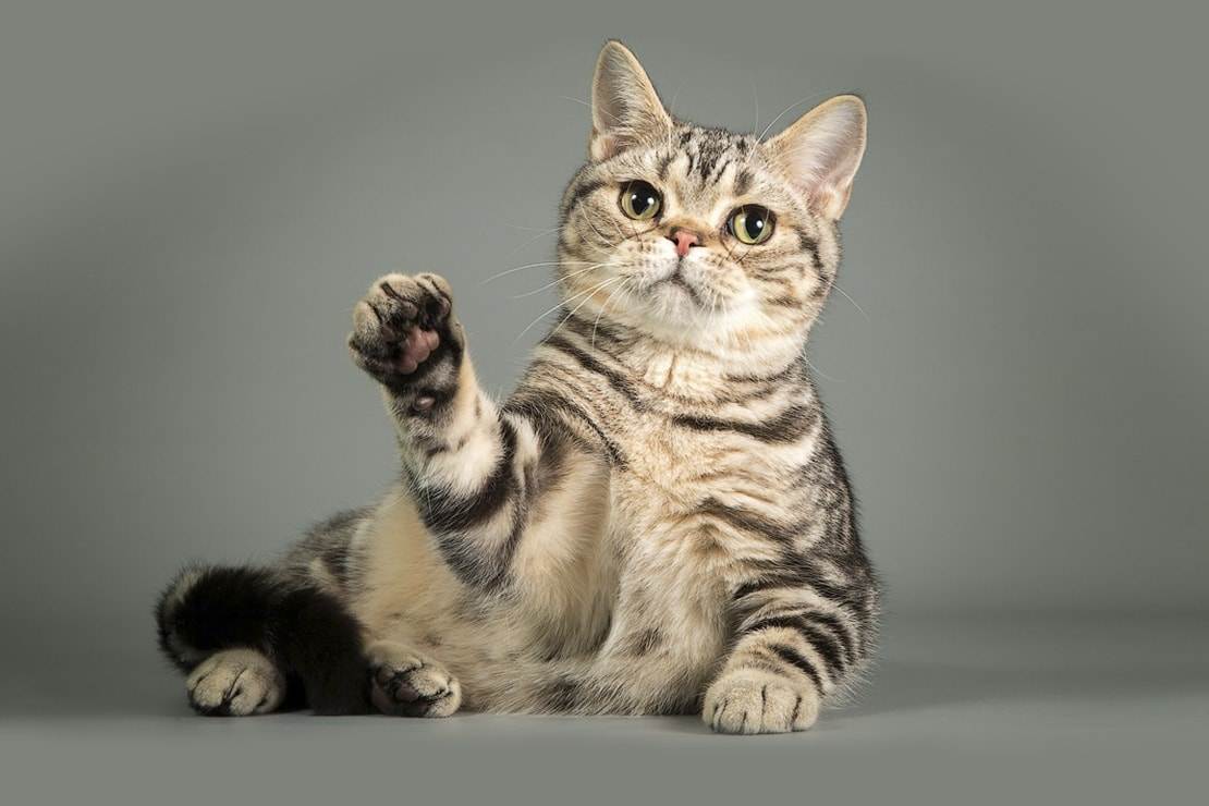 Американские короткошерстные кошки: описание породы, характер, здоровье