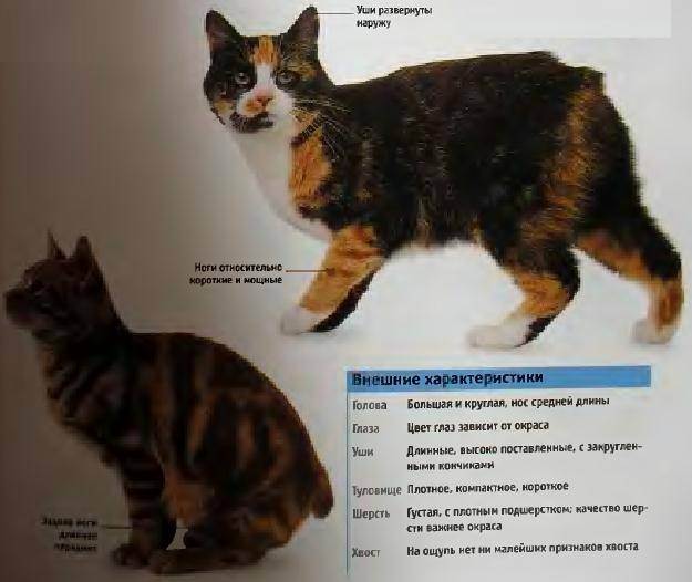 Корат — тайская домашняя кошка. описание породы, темперамент, питание и условия содержания редкой породы