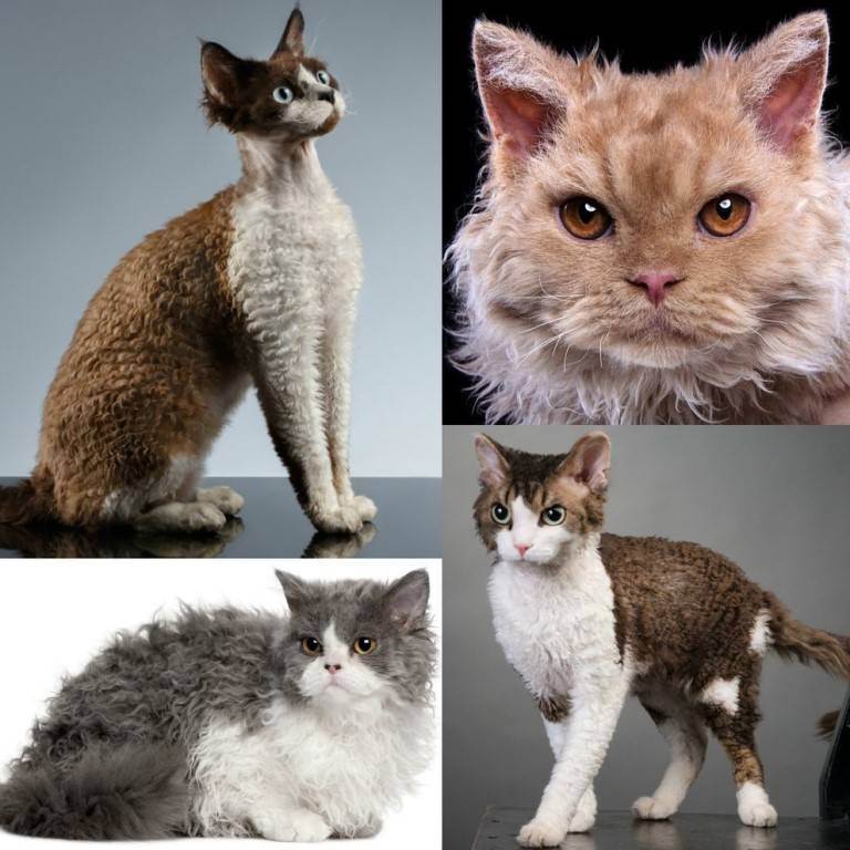 9 пятнистых пород кошек (с фотографиями) - домашние питомцы - 2022