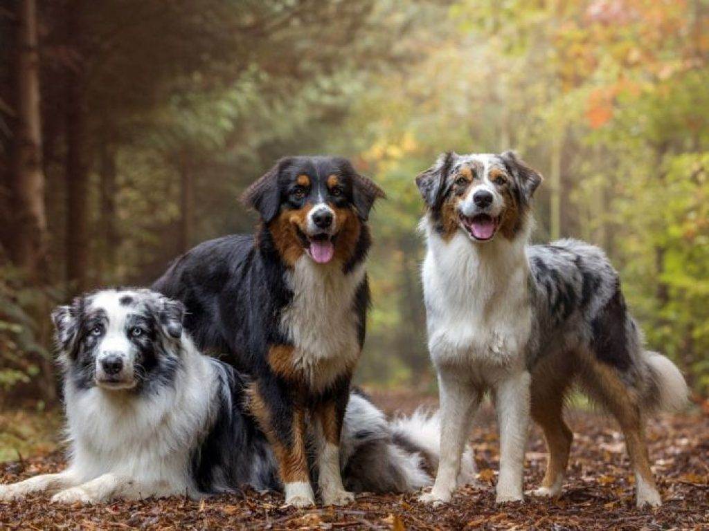 Австралийская овчарка (аусси) – характеристика породы | dogkind.ru