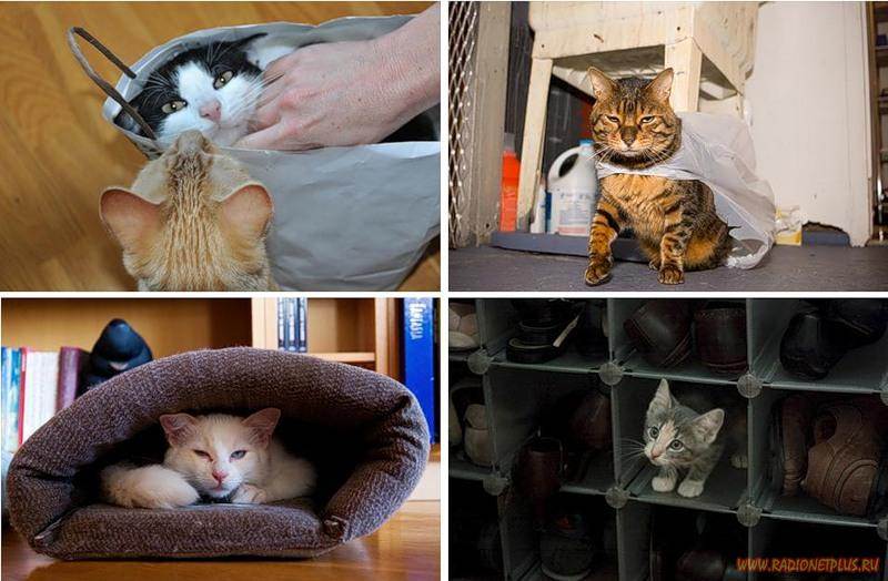 Почему коты и кошки любят коробки и пакеты: причины такого поведения, почему им нравится там сидеть