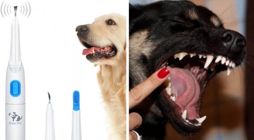 Как проходит чистка зубов ультразвуком собаке без наркоза. кому можно, а кому нет?