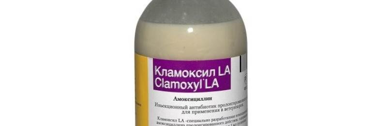 Амоксоил для кошек | инструкция по применению амоксоила у котов