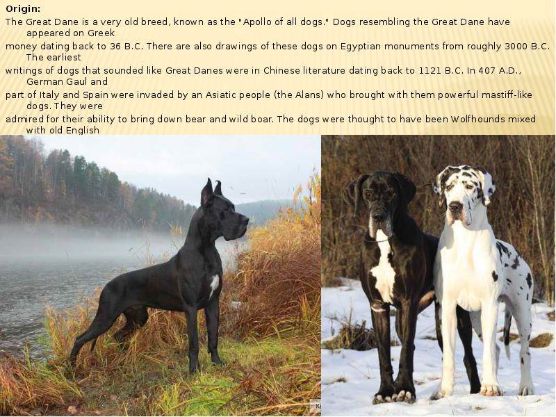 Порода собак немецкий дог: фото, описание, характер, особенности содержания и отзывы владельцев :: syl.ru