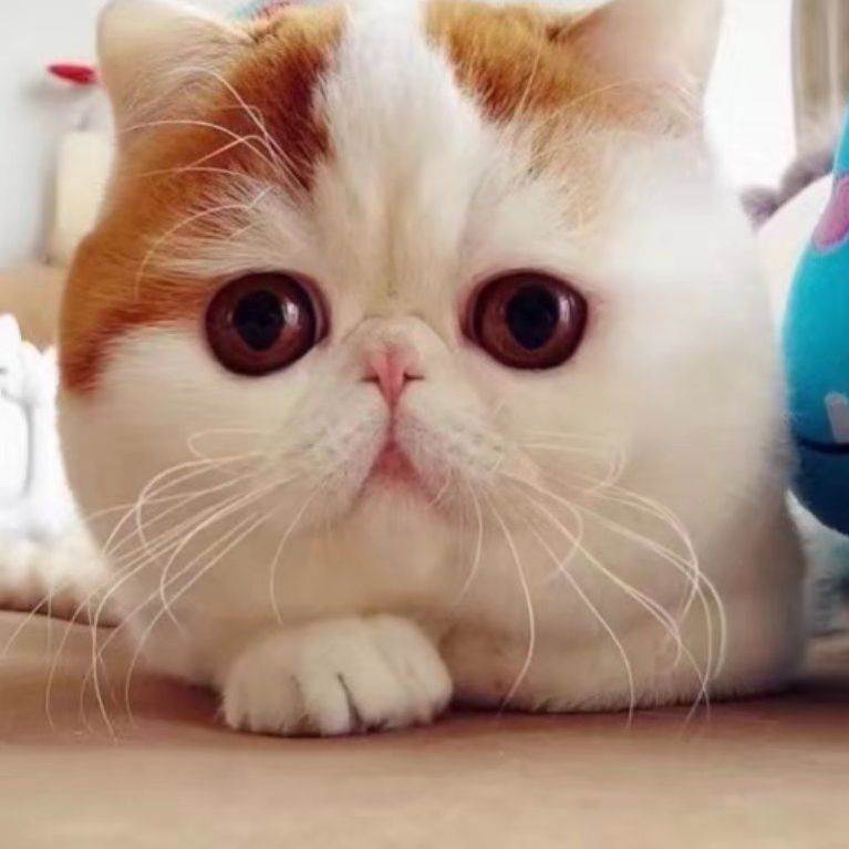 Топ-10 самых красивых пород кошек в мире на фото
