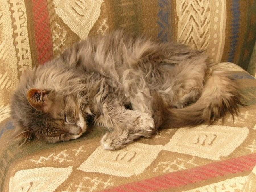 Поликистоз почек у кошки: 95 фото болезни на разных стадиях, лечение и сложности диагностики