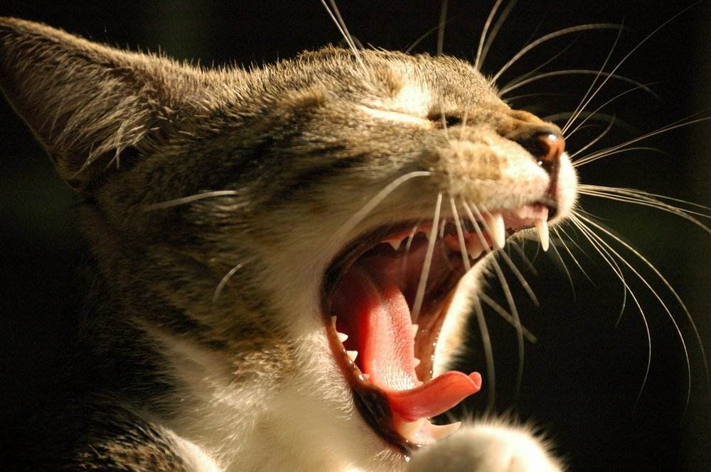 7 причин, почему кошка сопит при дыхании