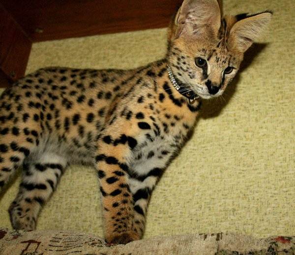 Кошка саванна, сервал: «мини-гепард» в доме