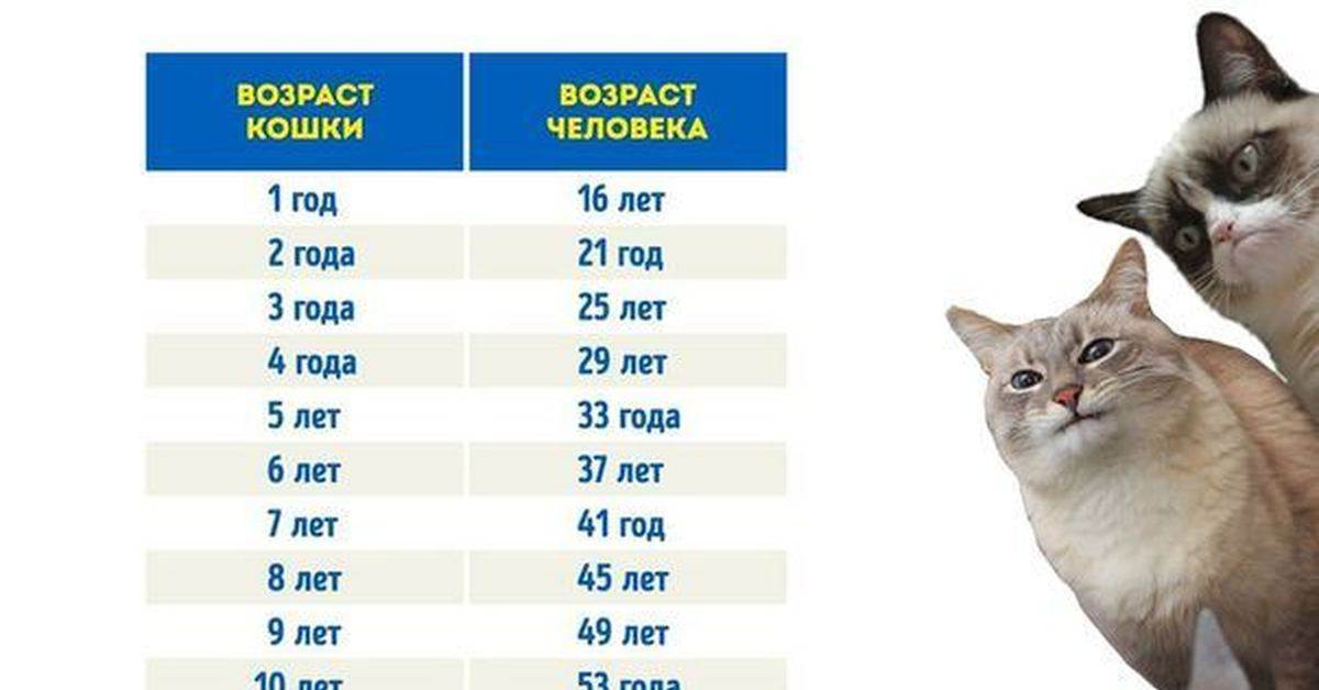 Возраст кошки в соответствии с человеческим: расчеты и таблицы