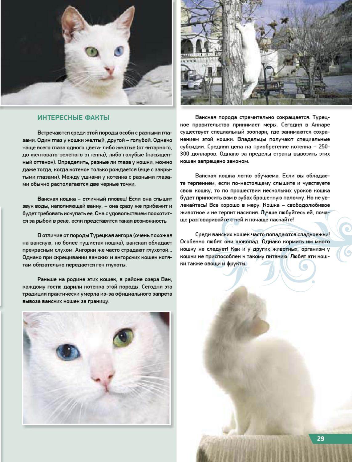 Кошка турецкий ван: все о породе, уход и воспитание, содержание