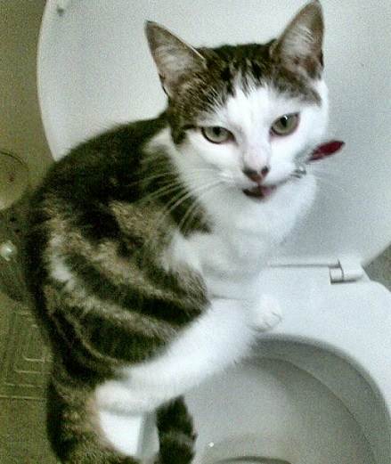 Кот после кастрации не ходит в туалет