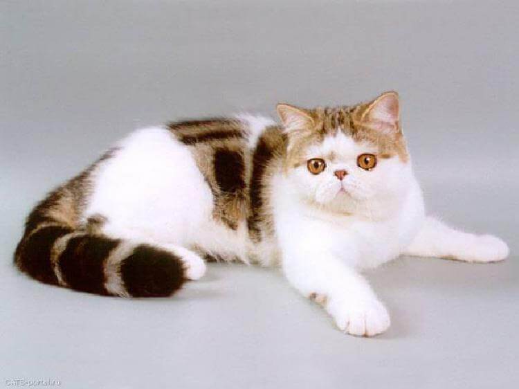Самые ласковые породы кошек: 11 пород с фотографиями и названиями