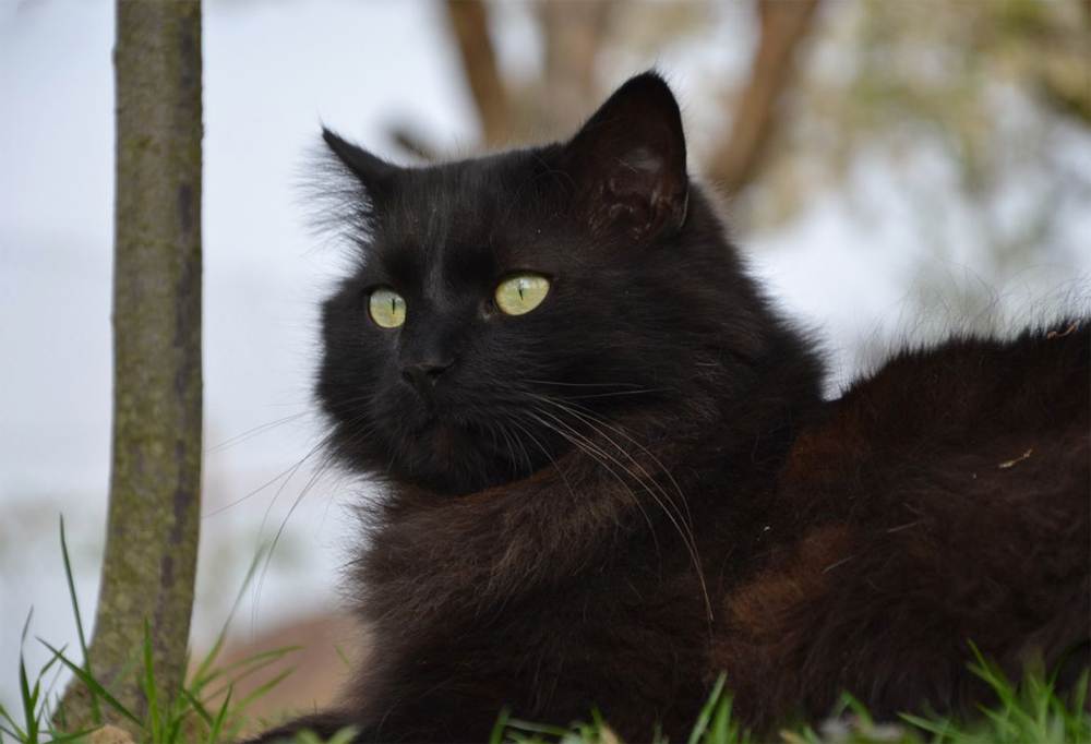 Шантильи тиффани кошка характеристика породы, фото, характер, правила ухода и содержания - petstory