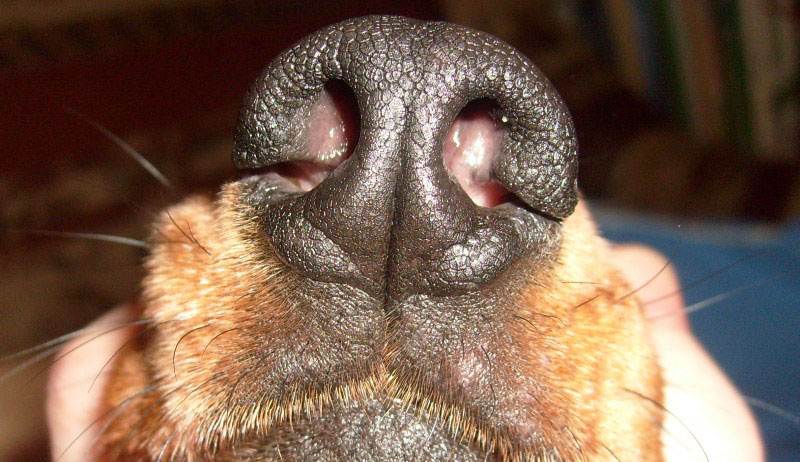 Насморк (ринит) у собаки: причины, симптомы, лечение | petguru