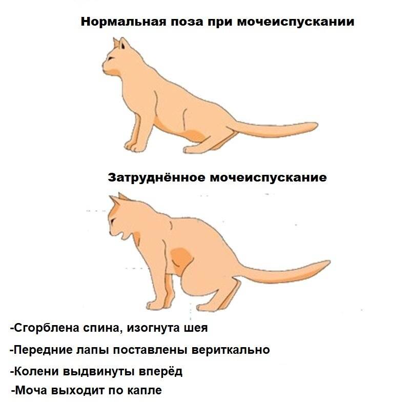 У кошки выделения из заднего прохода - какие бывают и почему - kotiko.ru