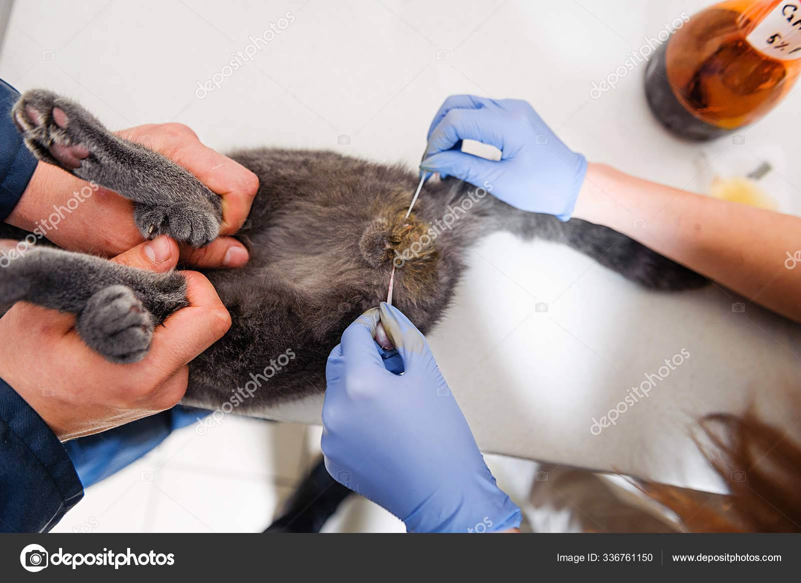 Можно ли стерилизовать кошку во время течки | почему