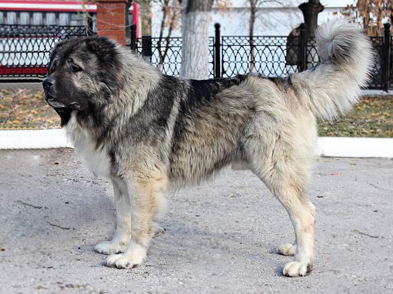 Кавказская овчарка: серьёзный гигант