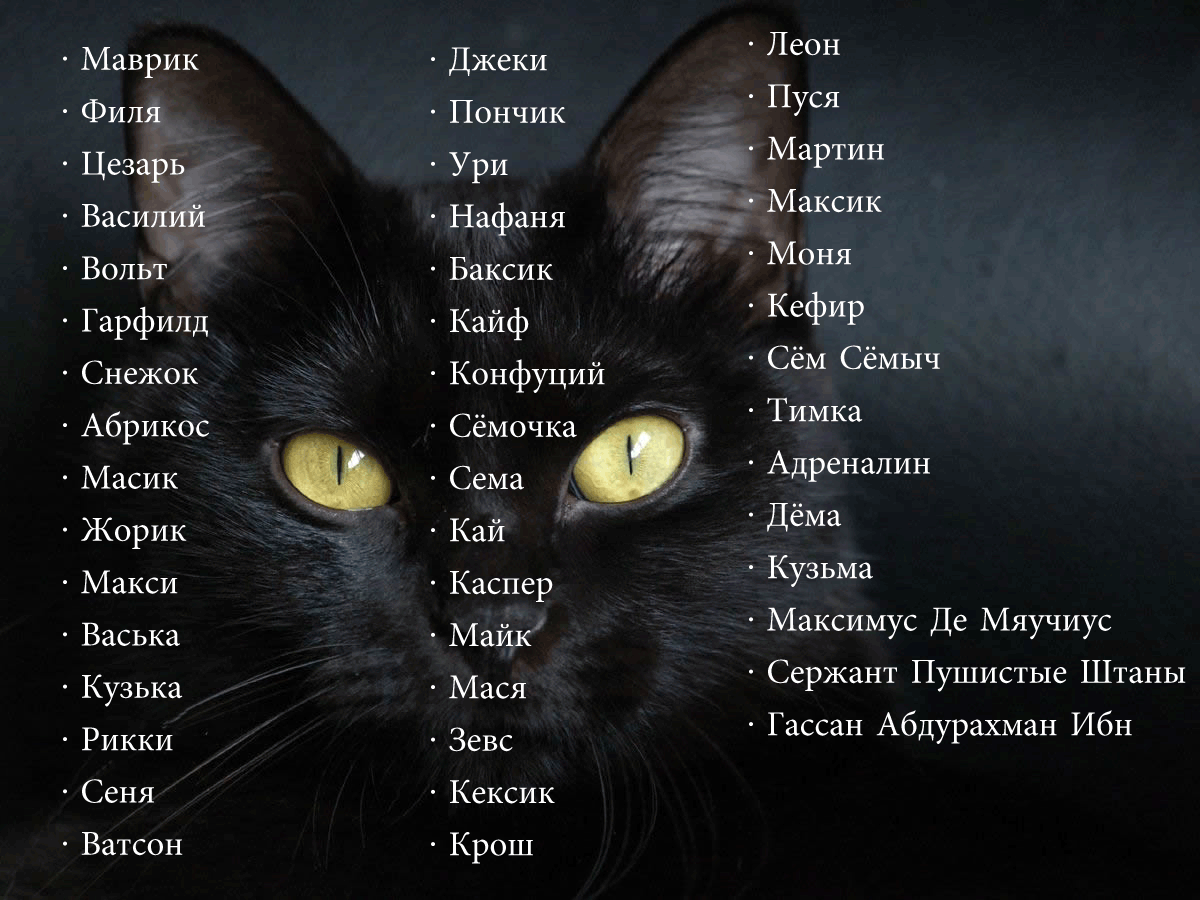 Клички для кошек (500+ имен)