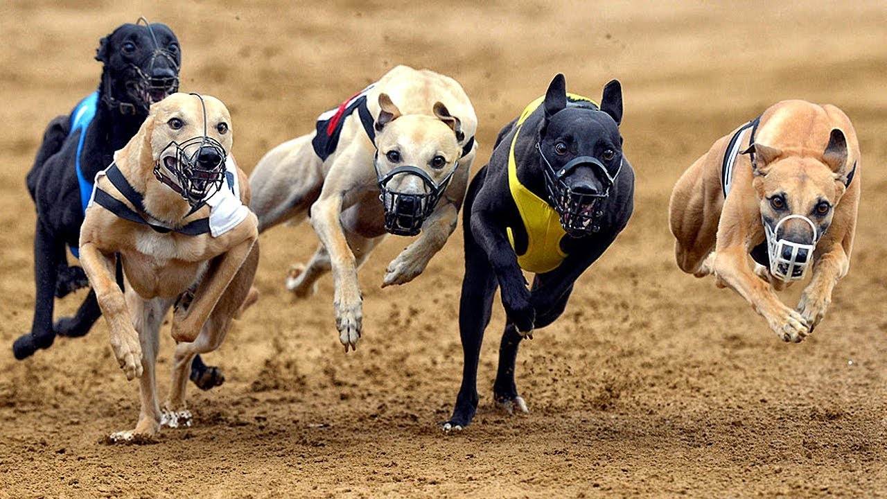 10 самых быстрых пород собак в мире. быстрее только ветер!