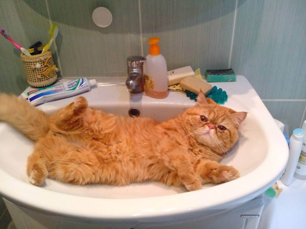 Почему коты не любят купаться проект