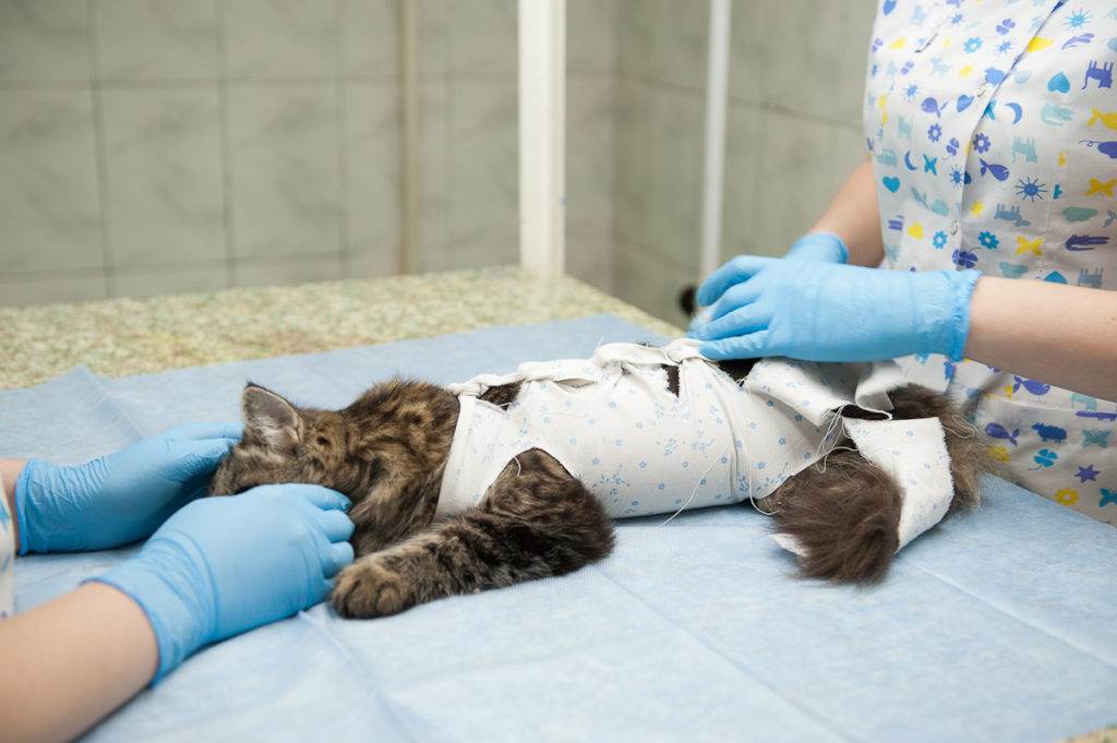 Какой должен быть уход за кошкой после стерилизацииветлечебница рос-вет