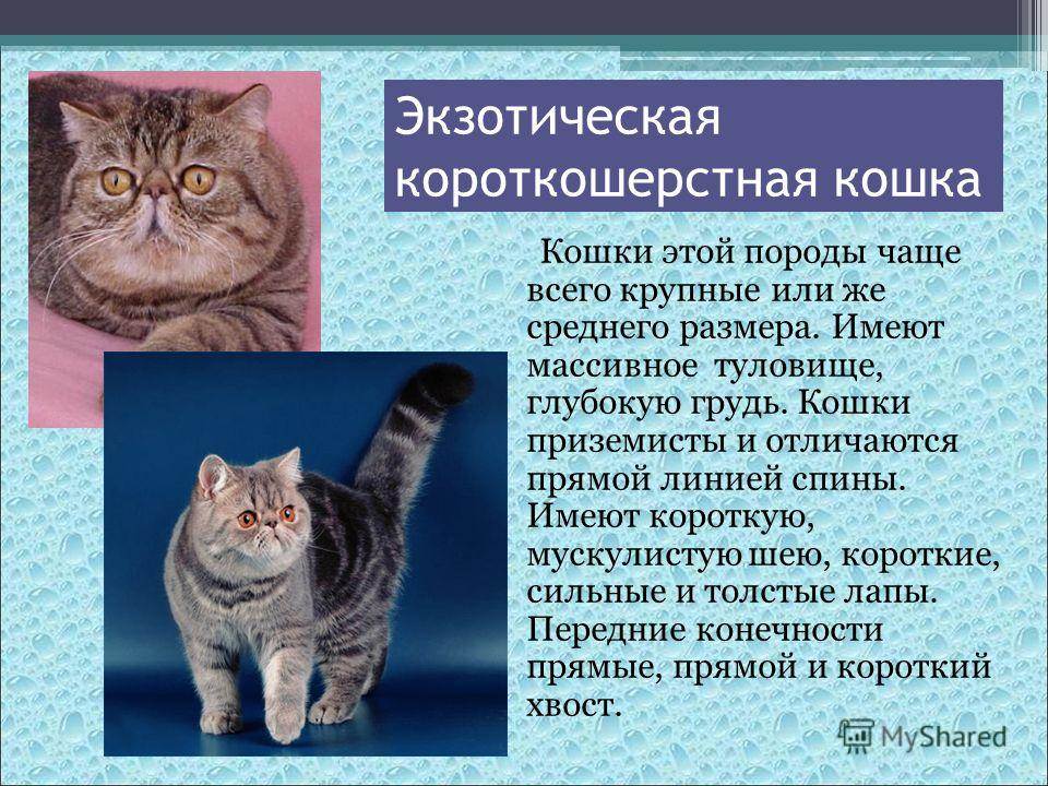 Короткошерстные породы кошек с фотографиями и названиями