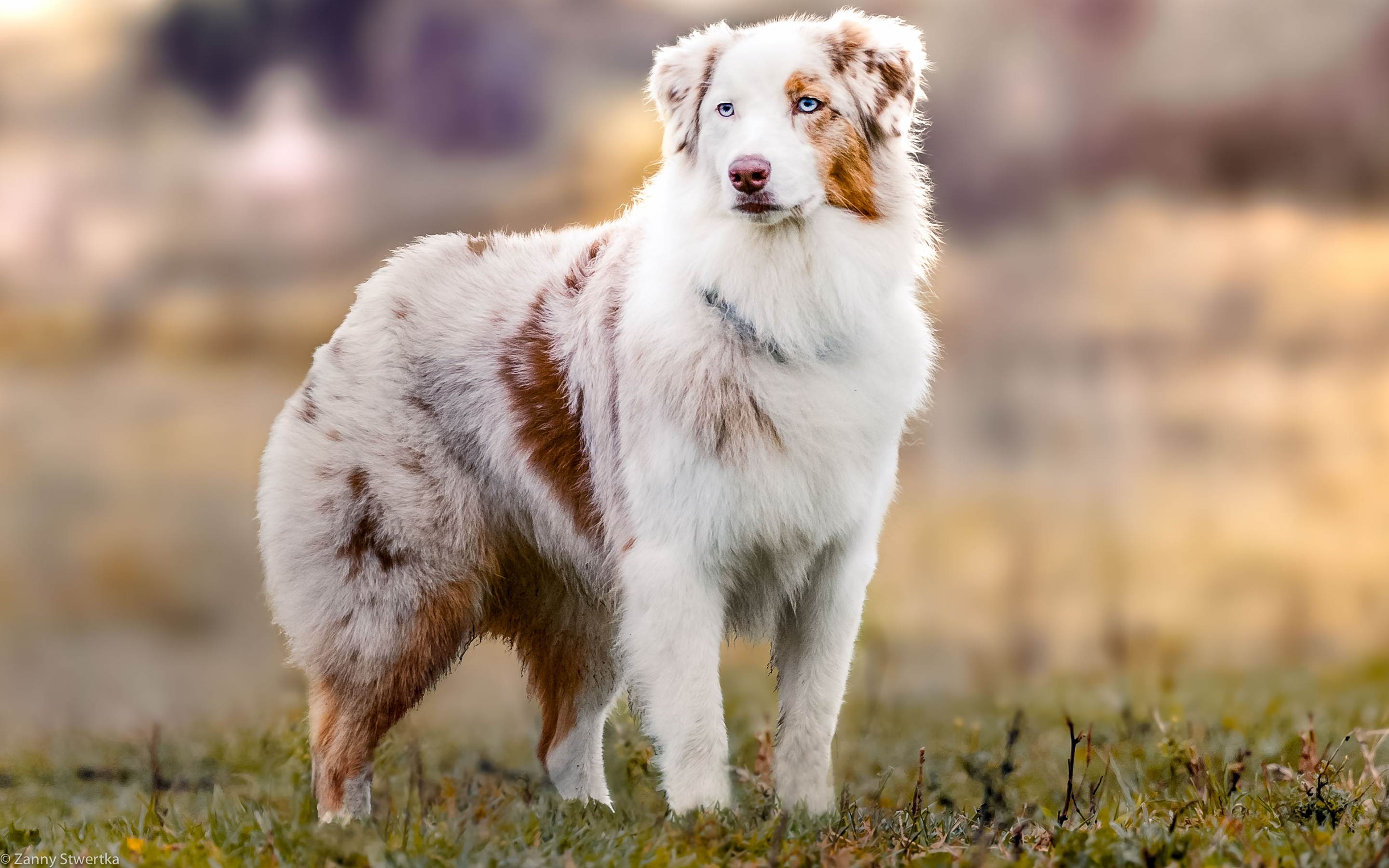 Порода собак австралийская овчарка: описание и уход за животным