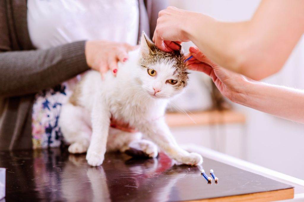 Как почистить уши кошке в домашних условиях: советы и инструкция
