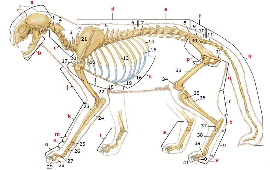 Скелет собаки: анатомия черепа, строение ребер и внутренних органов
